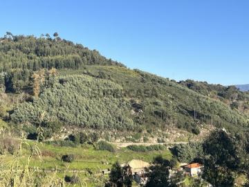 Terreno de Mato Vinhozinhos Santa Marinha do Zêzere