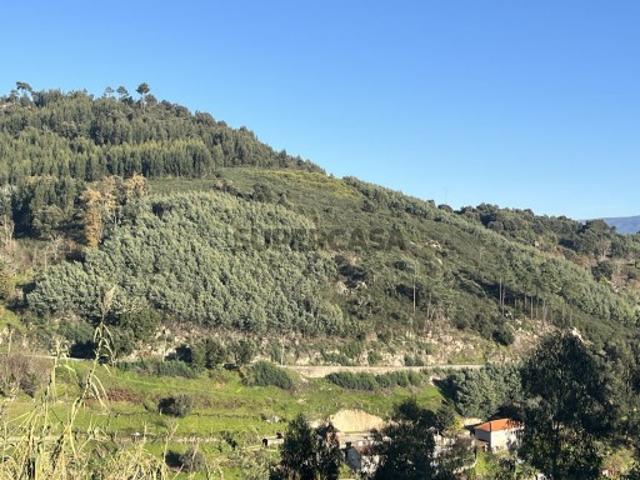 Terreno de Mato Vinhozinhos Santa Marinha do Zêzere