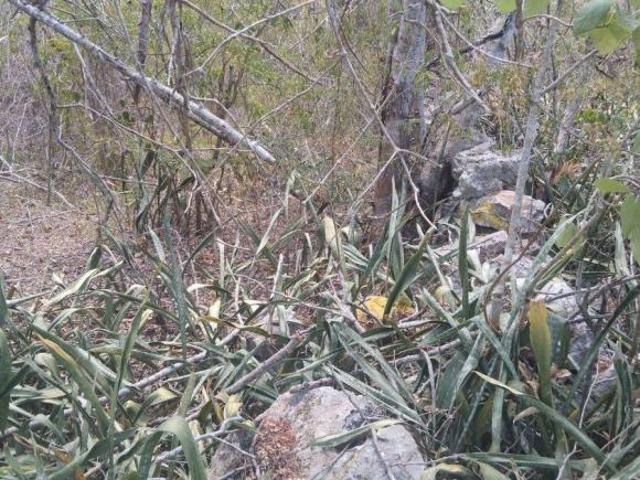 TERRENO DE OPORTUNIDAD CERCA DE IZAMAL Y TREN MAYA EN TEKANTO YUCATÁN