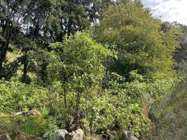 TERRENO DE OPORTUNIDAD EN VENTA EN EL MUNICIPIO DE XALATLACO, ESTADO DE MEXICO