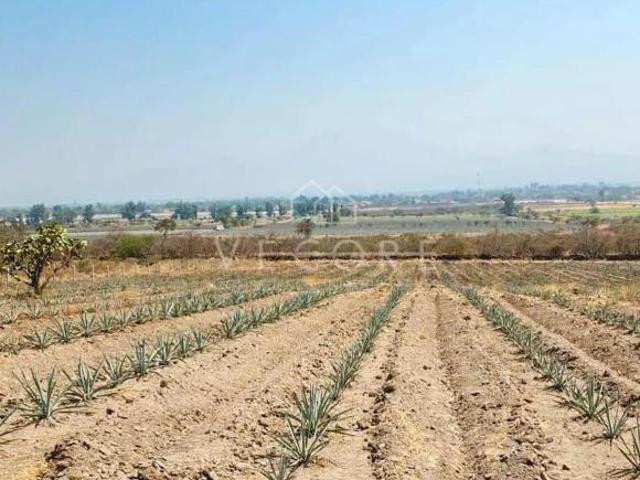 TERRENO DE AGAVE EN VENTA EN TALA, JALISCO