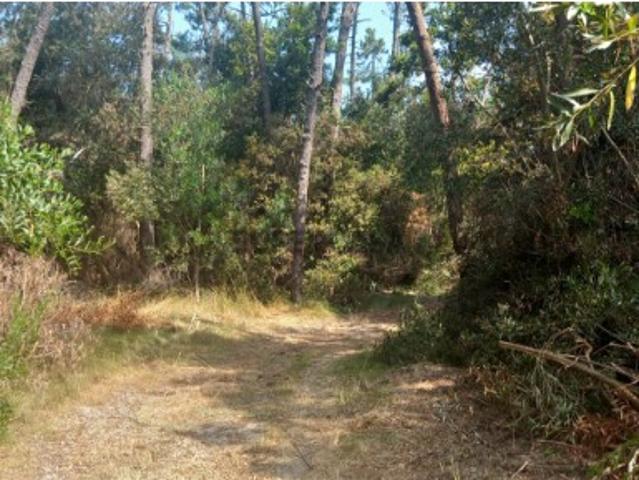 Terreno de Aproximadamente 46.000 m² nas Quintas do Norte, Murtosa Investimento com Potencial
