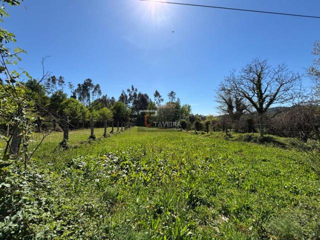 Terreno de Cultivo com Oliveiras e Água
