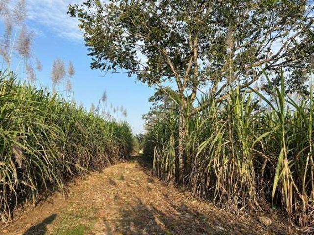 Terreno de Caña en Venta – 8,712 m² sobre Carretera Córdoba Tapia