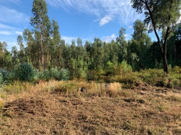 Terreno de eucaliptal na freguesia de Vila Facaia