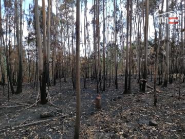 Terreno de pinhal
