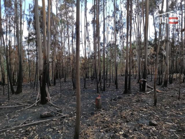 Terreno de pinhal