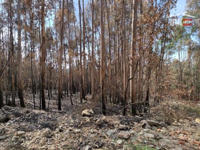 Terreno de pinhal
