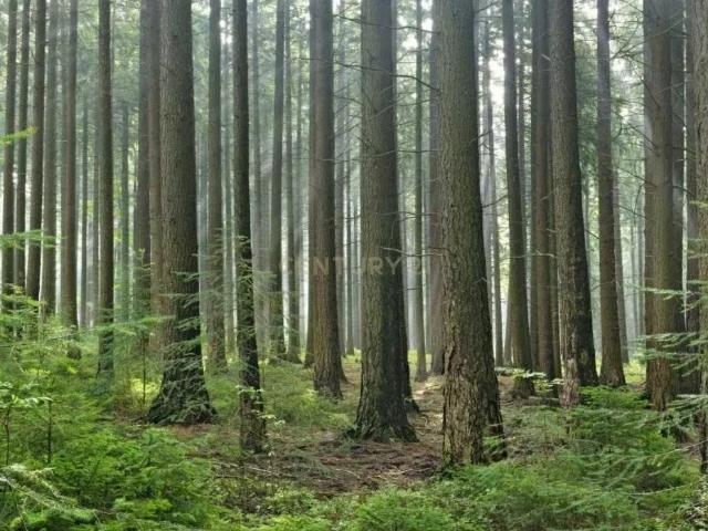 Terreno de Pinhal | Negociável