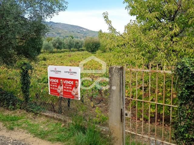 Terreno de vinha com 3.723 m² na Região Demarcada do Douro – Lamego