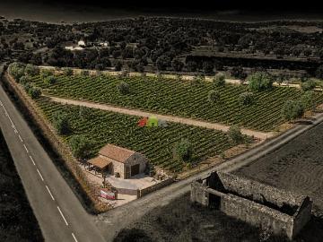 Terreno de 0,5ha com Olival e Potencial Turístico – Vila Alva