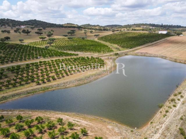Terreno de 14 ha com plantação de Romaneiras