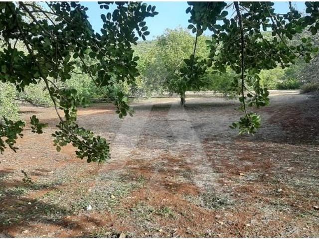 Terreno de 1500 m2 à venda São Brás de Alportel, Portugal