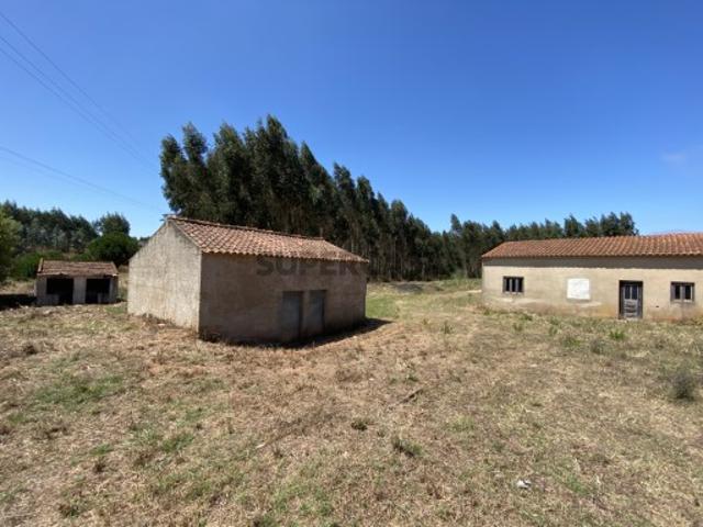 Refúgio no Campo: Casa Antiga com Terreno Plano e Eucaliptos