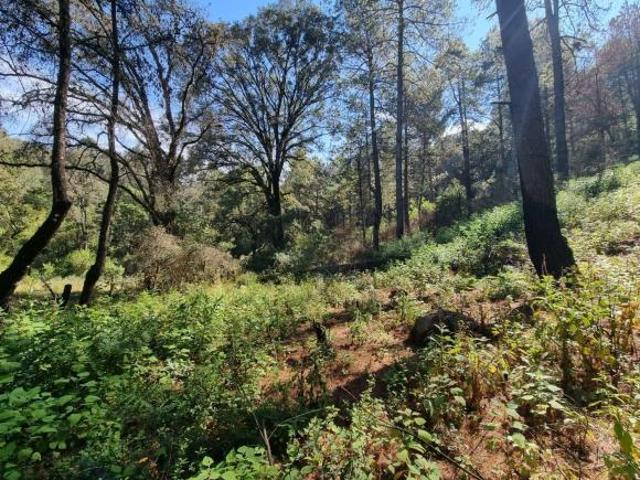 Terreno de 11000 m2 a 7 min de la Caseta desviación Amanalco