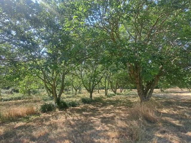 Terreno de 1.5 Ha, em Vale Ferreiros, Carviçais, Torre de Moncorvo