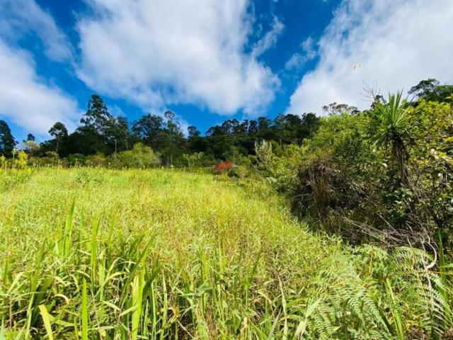 Terreno de 1 alqueire a 500mts do alfalto!