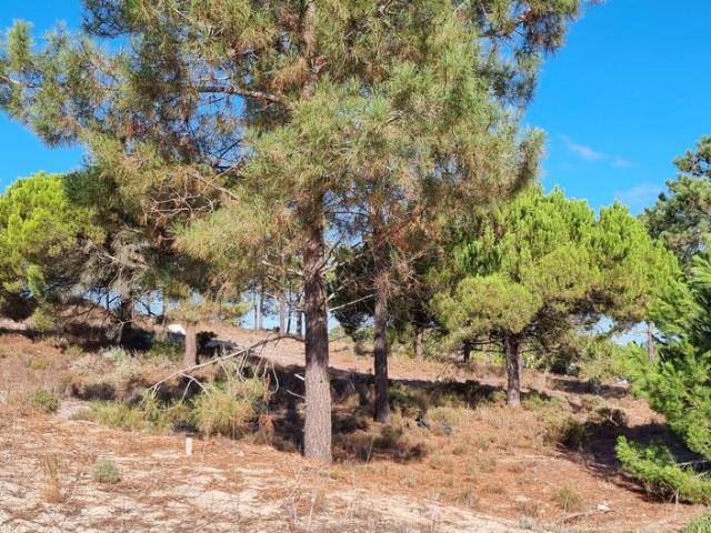 Terreno de 255 m2 Comporta, Portugal