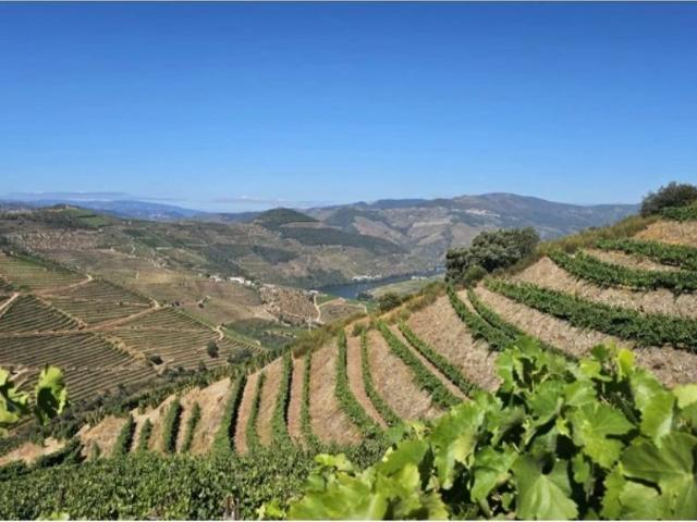 Terreno de 204338 m2 São João da Pesqueira, Portugal