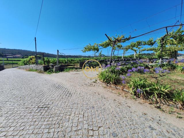 Terreno de 2,5 hectares com produção agrícola, uvas e kiwis com área p/construção ate 200m