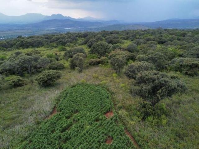 Terreno de 3.65 hectáreas en Lagunillas, totalmente planas, 100% Topure