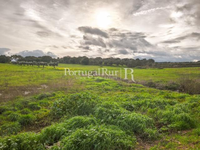 Terreno de 4,5 ha com licença para construção em Elvas