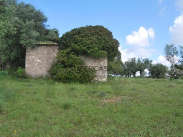 Terreno de 5 Hectares Torres Novas
