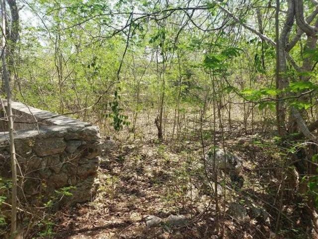 Terreno de 6,470 m2 en venta en Motul, Yucatán