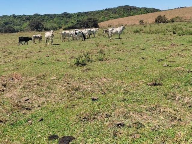 TERRENO DE 6 HECTARES PLANO E C/ ÁGUA CORRENTE À VENDA EM CARMÓPOLIS DE MINAS/MG