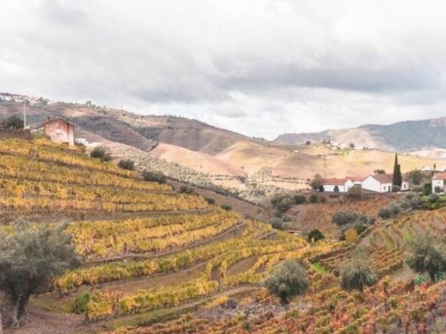 Terreno de 70000 m2 à venda São João da Pesqueira, Viseu