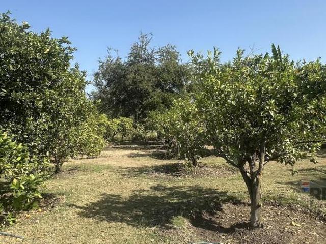 Terreno de 7,036 m2. Huerto con árboles frutales en Puente de Ixtla, Morelos…Clave 6114