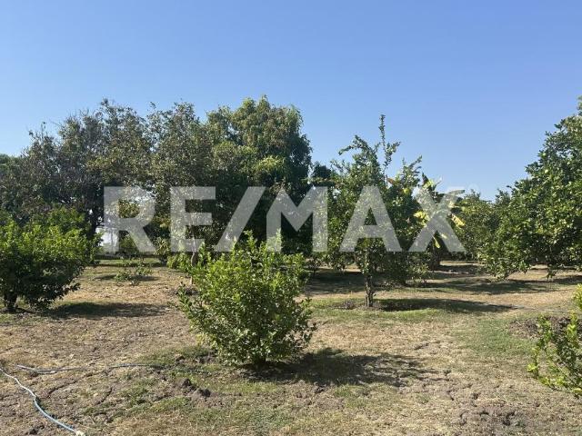 Terreno de 7,036 m2. Huerto con árboles frutales en Puente de Ixtla, Morelos. Clave 6114