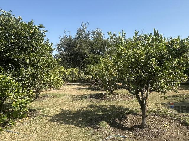 Terreno de 7,036 m2. Huerto con ?rboles frutales en Puente de Ixtla, Morelos?Clave 6114
