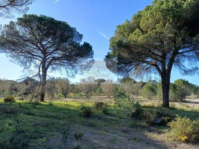 Terreno de 8000 m2 Muda, Grândola, Setúbal