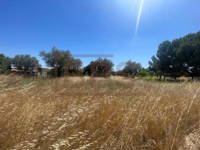 Terreno de 800 m² em Marinhais | Pronto a Construir | Infraestruturas Incluídas