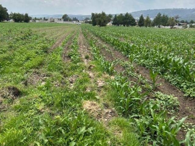Terreno de 9 mil m² en venta en Panotla