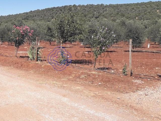 Terreno à venda, Olival em Sousel Portalegre