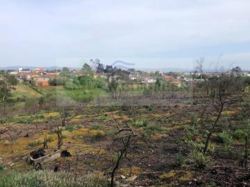 TERRENO EUCALIPTAL | ALBERGARIA A VELHA