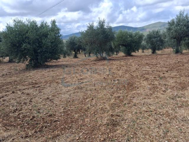 Terreno Exclusivo com Vista Serra | 4.040 m² | 1.850 m² Urbanos | Centro de Alcanena