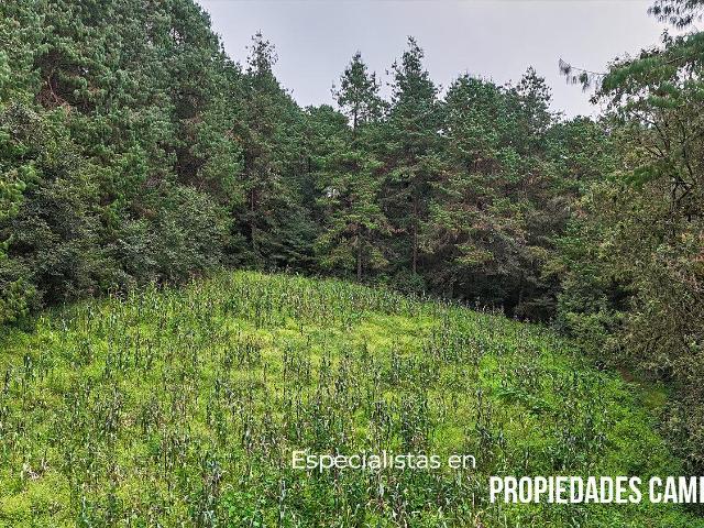 Terreno Ejidal en la Naturaleza