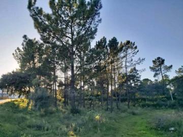 Terreno em Malhou, Louriceira e Espinheiro