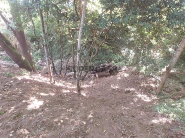 Terreno em Miranda do Corvo