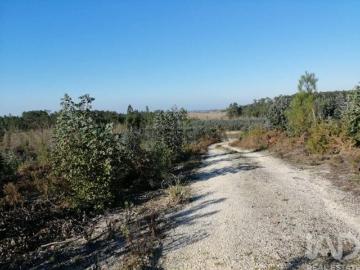 Terreno em Monte Real e Carvide de 140000,00 m²