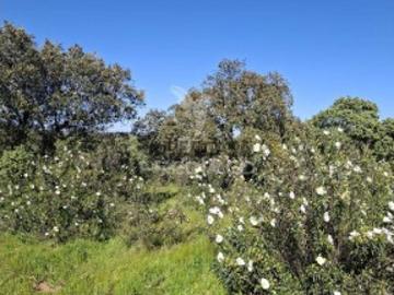Terreno em N.S. Conceição, S.Brás Matos, Juromenha