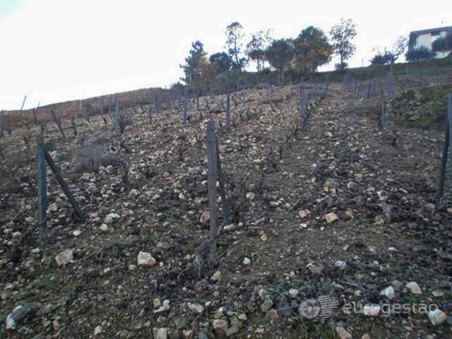 Terreno em Nagoselo do Douro