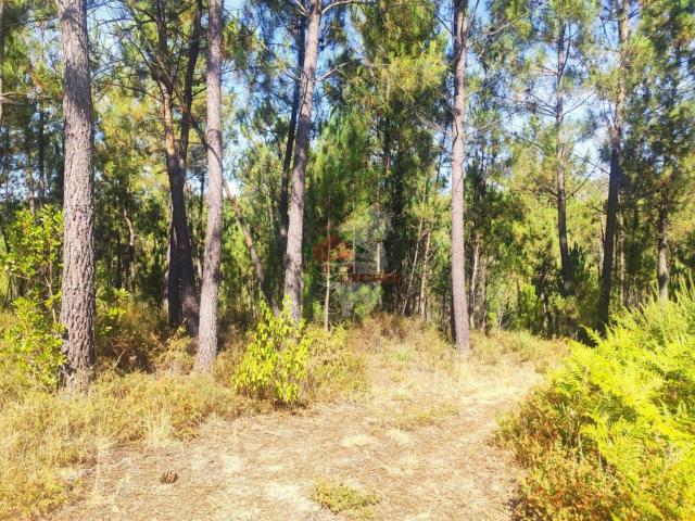 Terreno em Nesperal