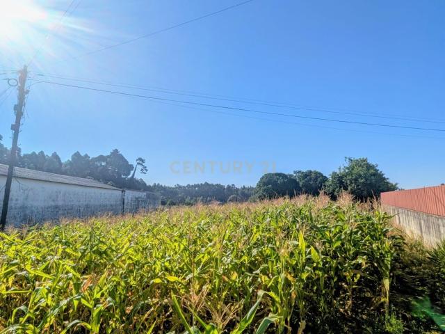 Terreno em Oliveira do Bairro