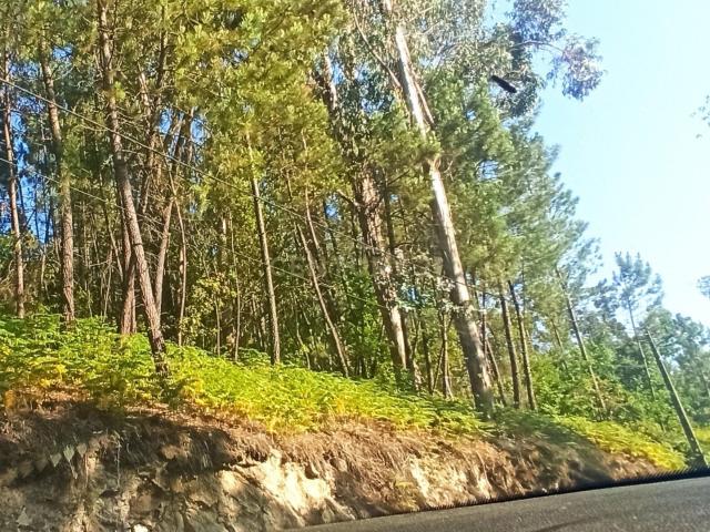 Terreno em Orgens