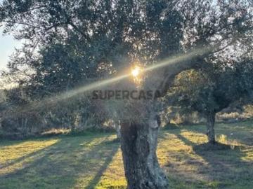 Terreno em Açores e Velosa