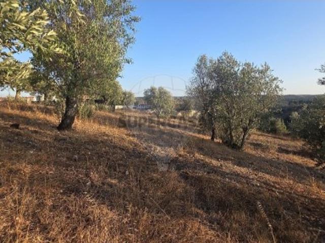 Terreno em Abrantes São Vicente e São João e Alferrarede